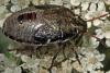 Piezodorus lituratus